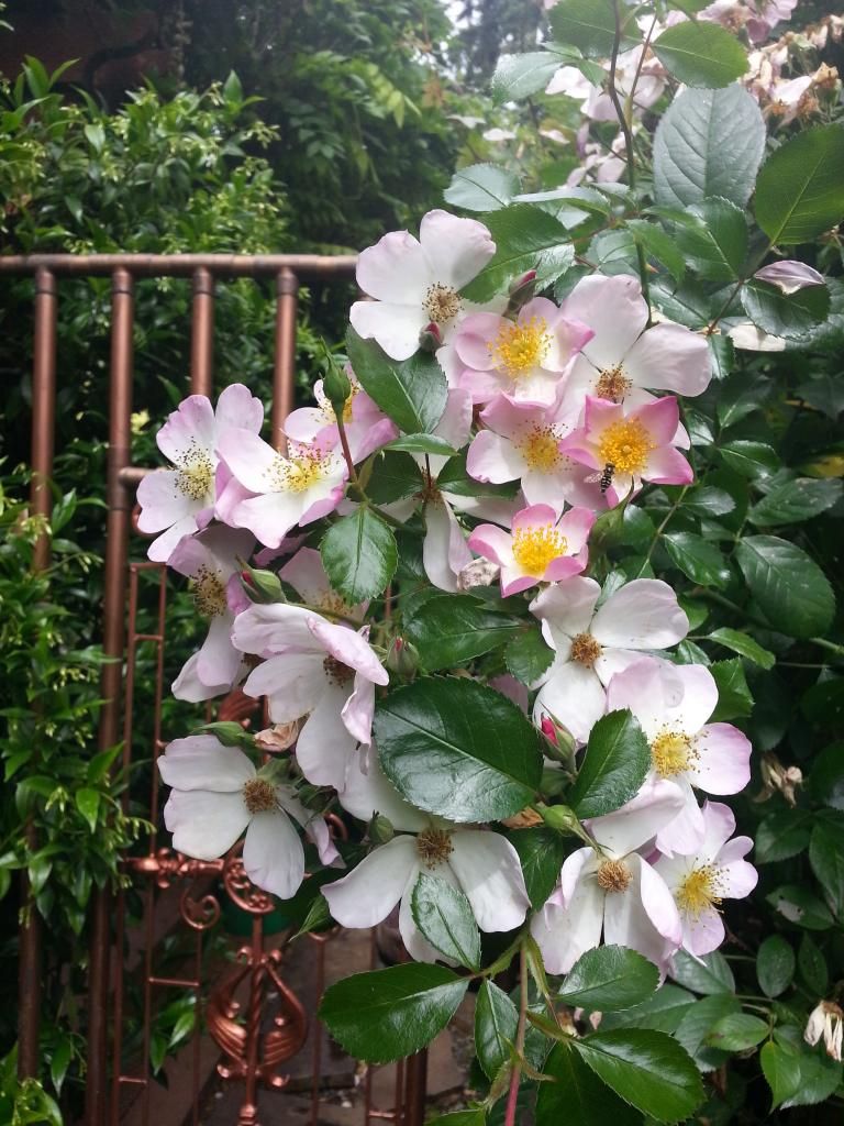  photo 20140615_111542_zpsecrwudpr.jpg